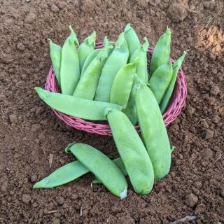 Oregon Sugar Pod II Snow Pea Thumbnail